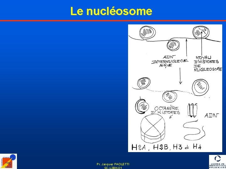 Le nucléosome Pr. Jacques PAOLETTI SC-L 3 BH-01 