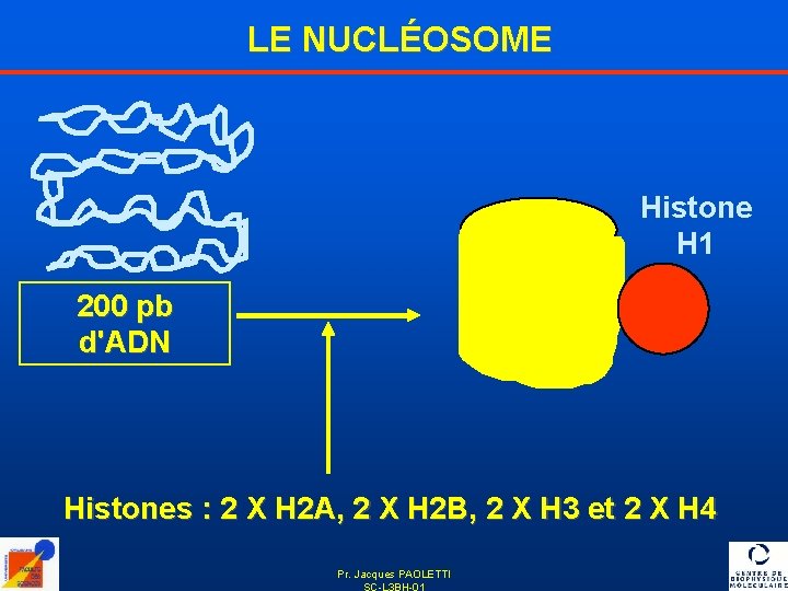 LE NUCLÉOSOME Histone H 1 200 pb d'ADN Histones : 2 X H 2