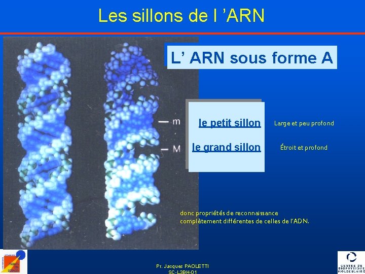 Les sillons de l ’ARN L’ ARN sous forme A le petit sillon le