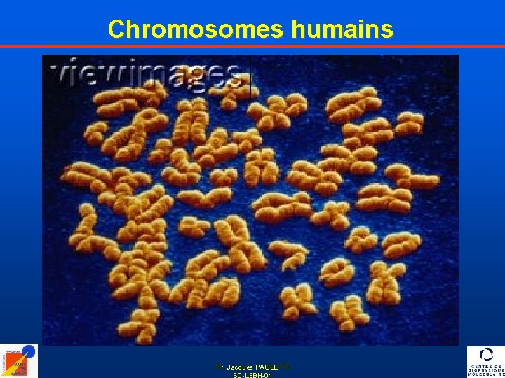 Chromosomes humains Pr. Jacques PAOLETTI SC-L 3 BH-01 