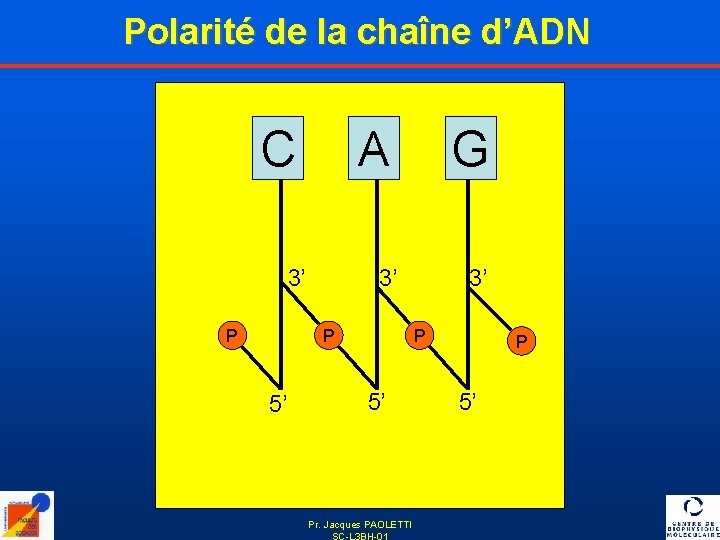 Polarité de la chaîne d’ADN C A 3’ P 5’ G 3’ P 5’