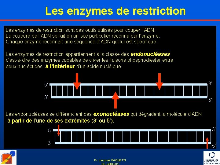 Les enzymes de restriction sont des outils utilisés pour couper l’ADN. La coupure de
