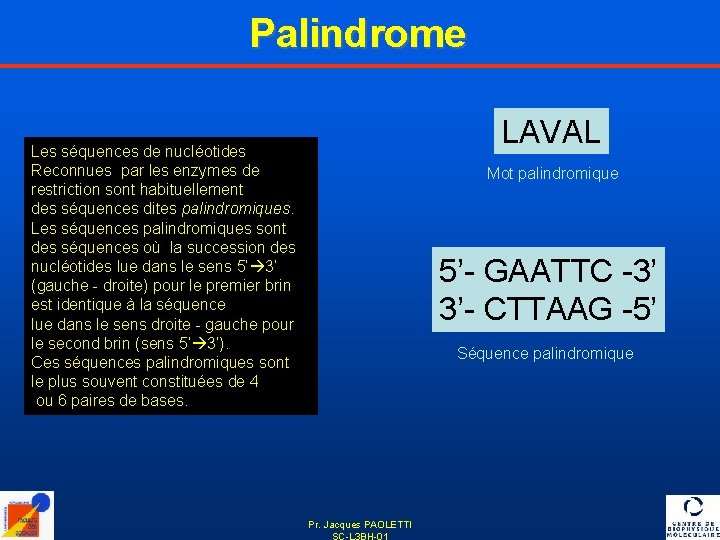 Palindrome LAVAL Les séquences de nucléotides Reconnues par les enzymes de restriction sont habituellement