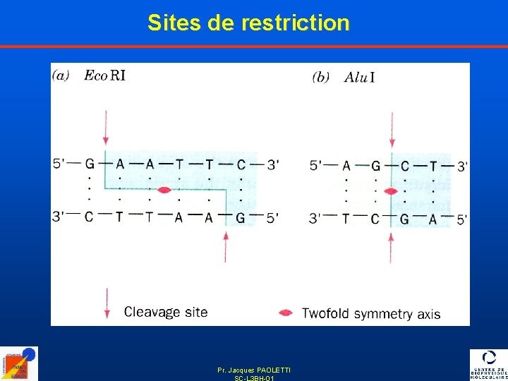 Sites de restriction Pr. Jacques PAOLETTI SC-L 3 BH-01 