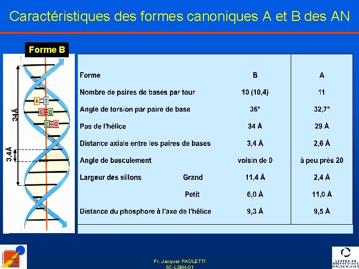 Caractéristiques des formes canoniques A et B des AN 3, 4Å 34Å Forme B