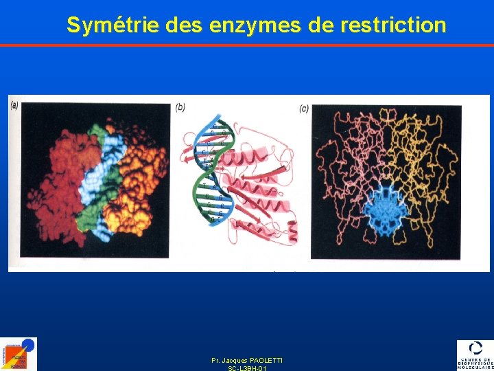 Symétrie des enzymes de restriction Pr. Jacques PAOLETTI SC-L 3 BH-01 