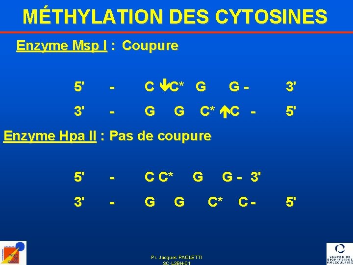 MÉTHYLATION DES CYTOSINES Enzyme Msp I : Coupure 5' - C êC* G 3'
