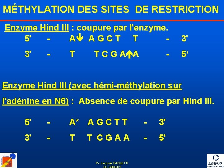 MÉTHYLATION DES SITES DE RESTRICTION Enzyme Hind III : coupure par l'enzyme. 5' Aê