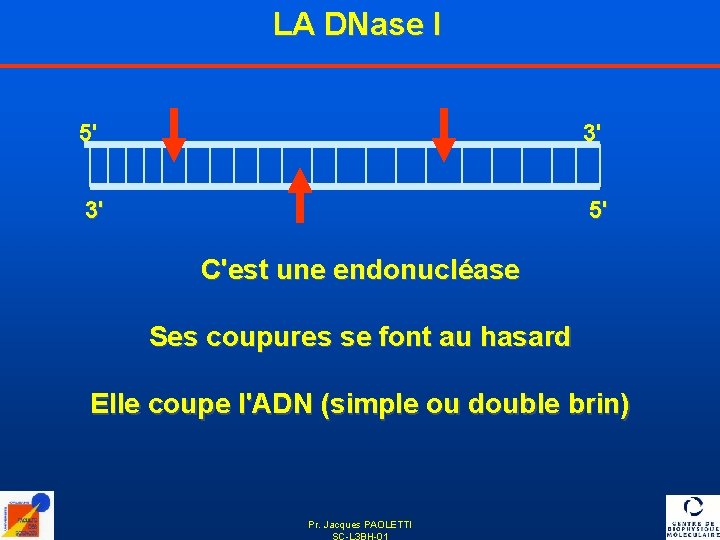 LA DNase I 5' 3' 3' 5' C'est une endonucléase Ses coupures se font