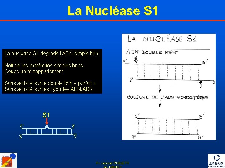 La Nucléase S 1 La nucléase S 1 dégrade l’ADN simple brin. Nettoie les