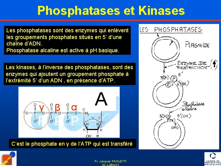 Phosphatases et Kinases Les phosphatases sont des enzymes qui enlèvent les groupements phosphates situés