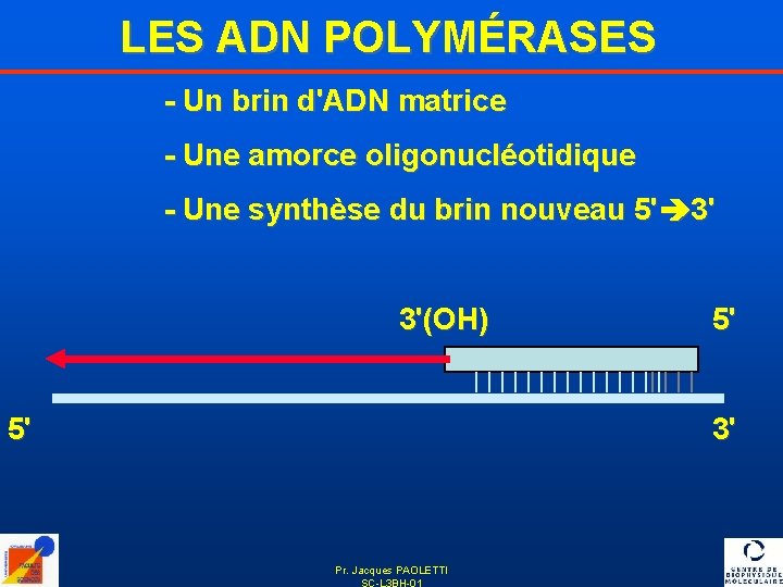 LES ADN POLYMÉRASES - Un brin d'ADN matrice - Une amorce oligonucléotidique - Une