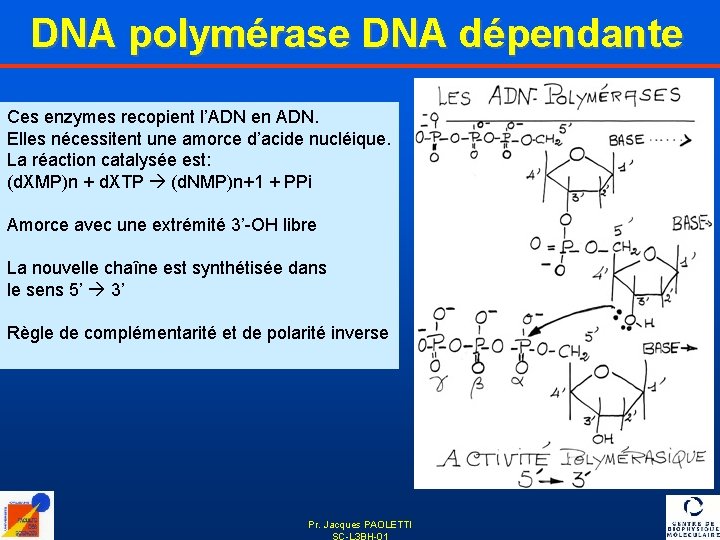 DNA polymérase DNA dépendante Ces enzymes recopient l’ADN en ADN. Elles nécessitent une amorce