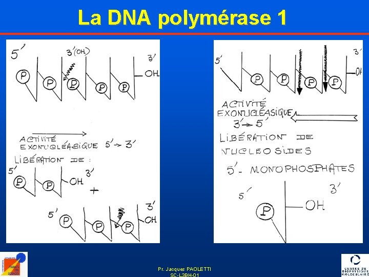 La DNA polymérase 1 Pr. Jacques PAOLETTI SC-L 3 BH-01 