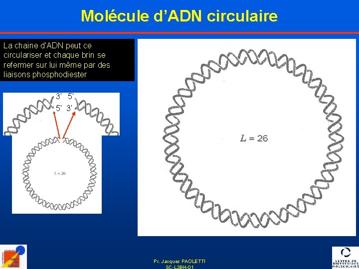 Molécule d’ADN circulaire La chaine d’ADN peut ce circulariser et chaque brin se refermer