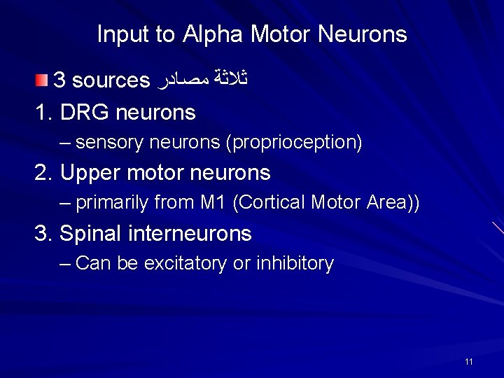 Input to Alpha Motor Neurons 3 sources ﺛﻼﺛﺔ ﻣﺼﺎﺩﺭ 1. DRG neurons – sensory