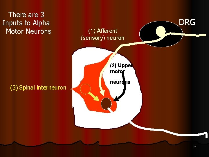 There are 3 Inputs to Alpha Motor Neurons DRG (1) Afferent (sensory) neuron (2)