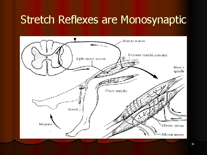 Stretch Reflexes are Monosynaptic 16 