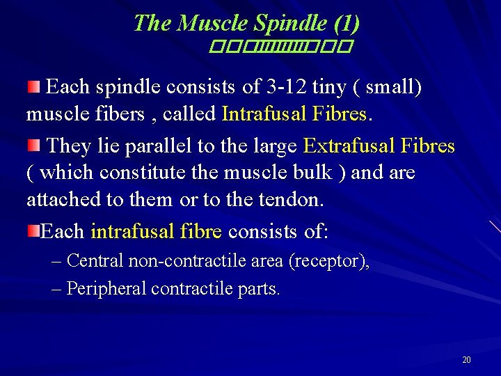 The Muscle Spindle (1) ������ Each spindle consists of 3 -12 tiny ( small)