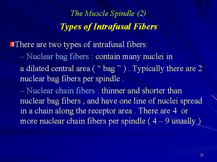 The Muscle Spindle (2) Types of Intrafusal Fibers There are two types of intrafusal