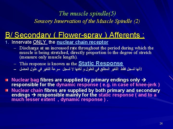 The muscle spindle(5) Sensory Innervation of the Muscle Spindle (2) B/ Secondary ( Flower-spray