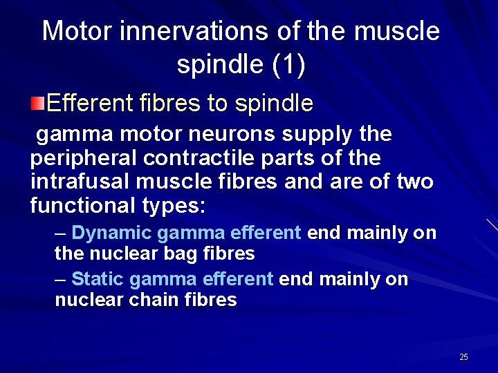 Motor innervations of the muscle spindle (1) Efferent fibres to spindle gamma motor neurons