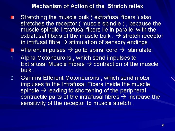 Mechanism of Action of the Stretch reflex Stretching the muscle bulk ( extrafusal fibers