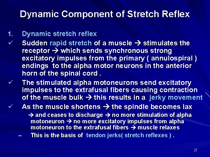 Dynamic Component of Stretch Reflex 1. ü ü ü Dynamic stretch reflex Sudden rapid