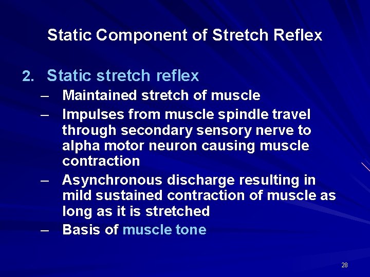 Static Component of Stretch Reflex 2. Static stretch reflex – Maintained stretch of muscle