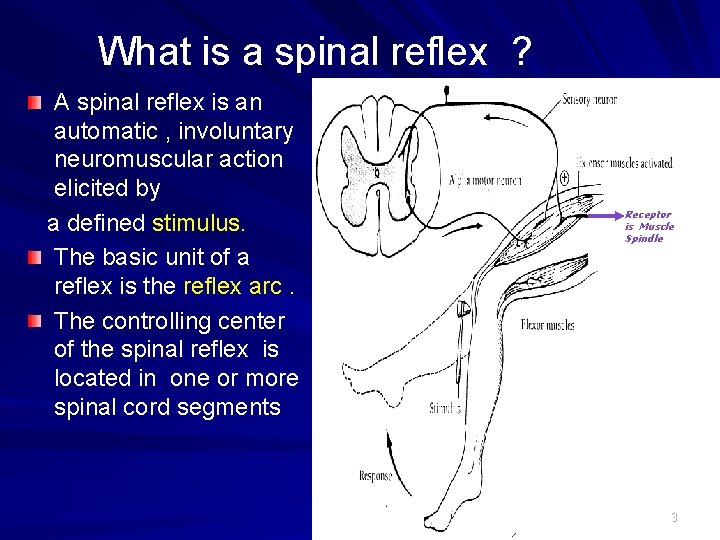 What is a spinal reflex ? A spinal reflex is an automatic , involuntary