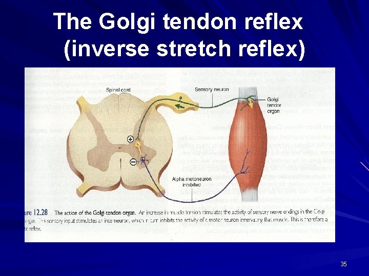 The Golgi tendon reflex (inverse stretch reflex) 35 