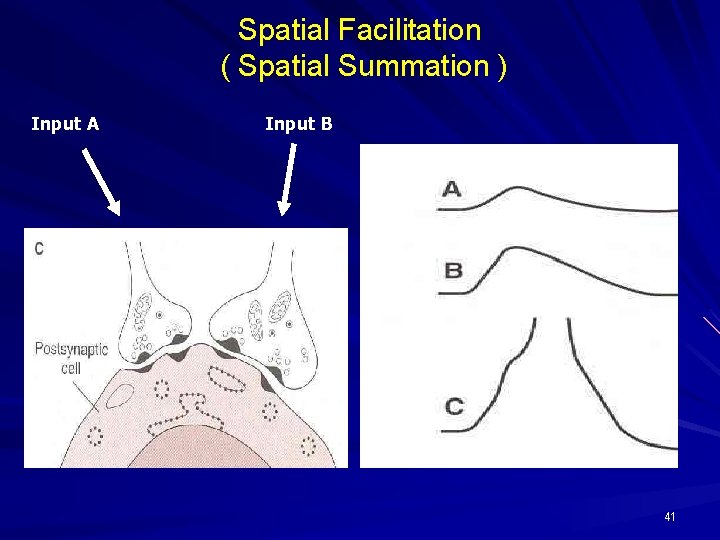 Spatial Facilitation ( Spatial Summation ) Input A Input B 41 