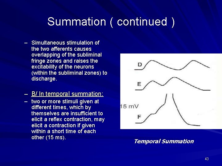 Summation ( continued ) – Simultaneous stimulation of the two afferents causes overlapping of