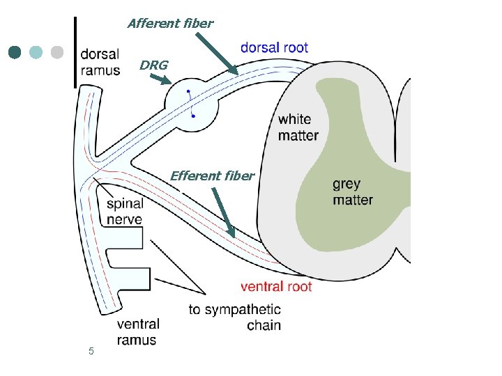 Afferent fiber DRG Efferent fiber 5 