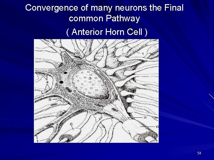 Convergence of many neurons the Final common Pathway ( Anterior Horn Cell ) 54