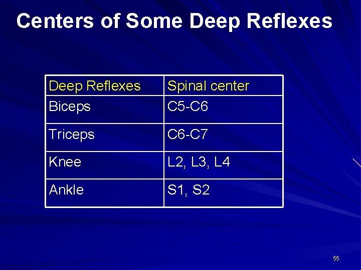 Centers of Some Deep Reflexes Biceps Spinal center C 5 -C 6 Triceps C