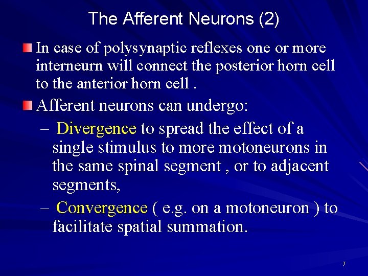 The Afferent Neurons (2) In case of polysynaptic reflexes one or more interneurn will