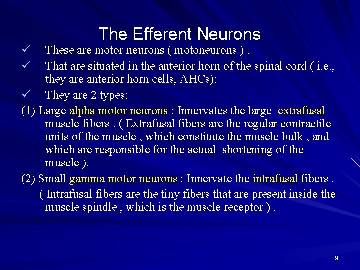 The Efferent Neurons These are motor neurons ( motoneurons ). That are situated in