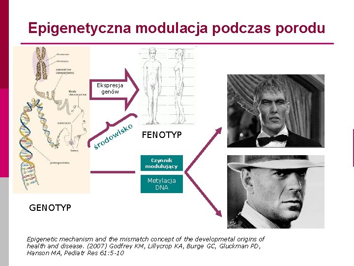 Epigenetyczna modulacja podczas porodu Ekspresja genów o isk ow d o śr FENOTYP Czynnik