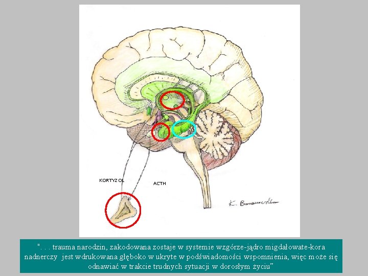 KORTYZOL ACTH ". . . trauma narodzin, zakodowana zostaje w systemie wzgórze-jądro migdałowate-kora nadnerczy