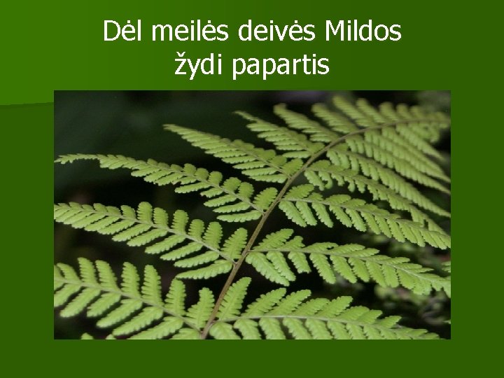 Dėl meilės deivės Mildos žydi papartis 