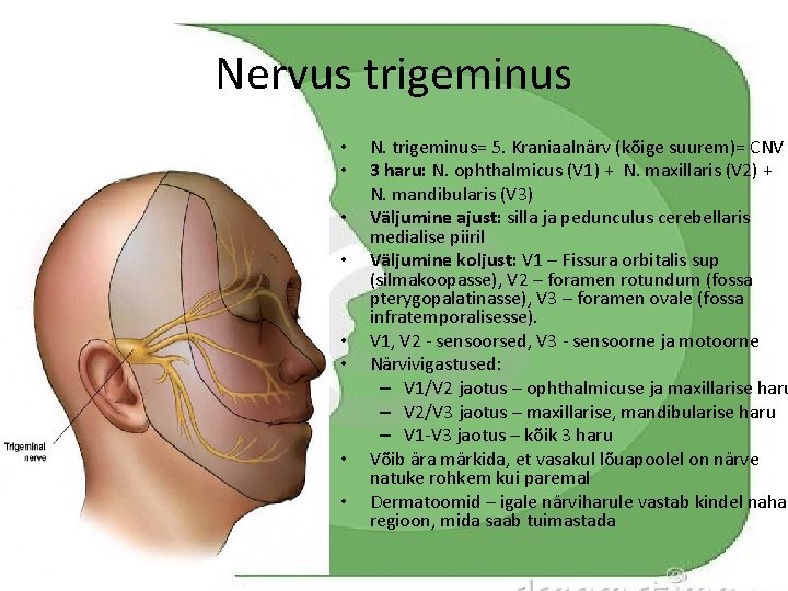Nervus trigeminus • • N. trigeminus= 5. Kraniaalnärv (kõige suurem)= CNV 3 haru: N.