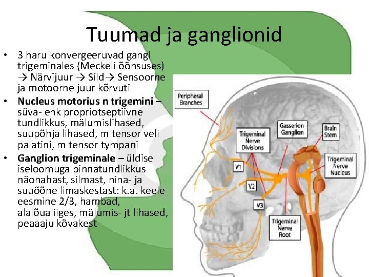 Tuumad ja ganglionid • 3 haru konvergeeruvad gangl trigeminales (Meckeli õõnsuses) → Närvijuur →