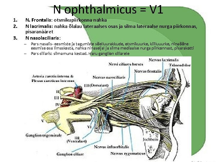 1. 2. 3. N ophthalmicus = V 1 N. Frontalis: otsmikupiirkonna nahka N lacrimalis: