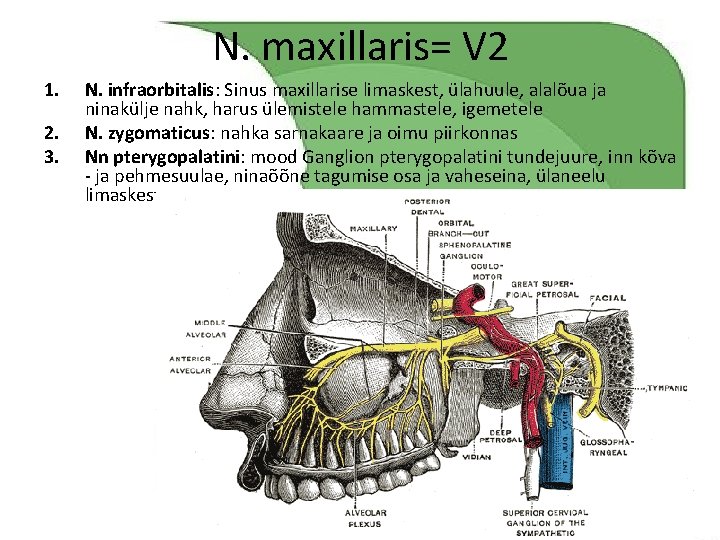 N. maxillaris= V 2 1. 2. 3. N. infraorbitalis: Sinus maxillarise limaskest, ülahuule, alalõua