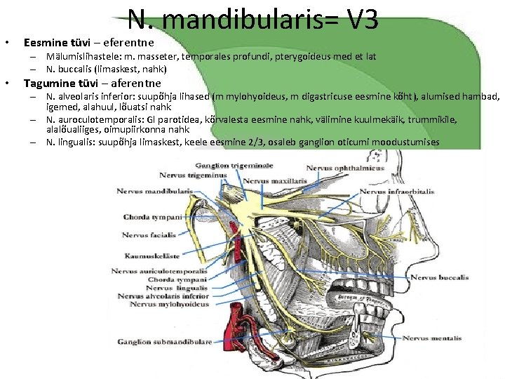  • N. mandibularis= V 3 Eesmine tüvi – eferentne – Mälumislihastele: m. masseter,