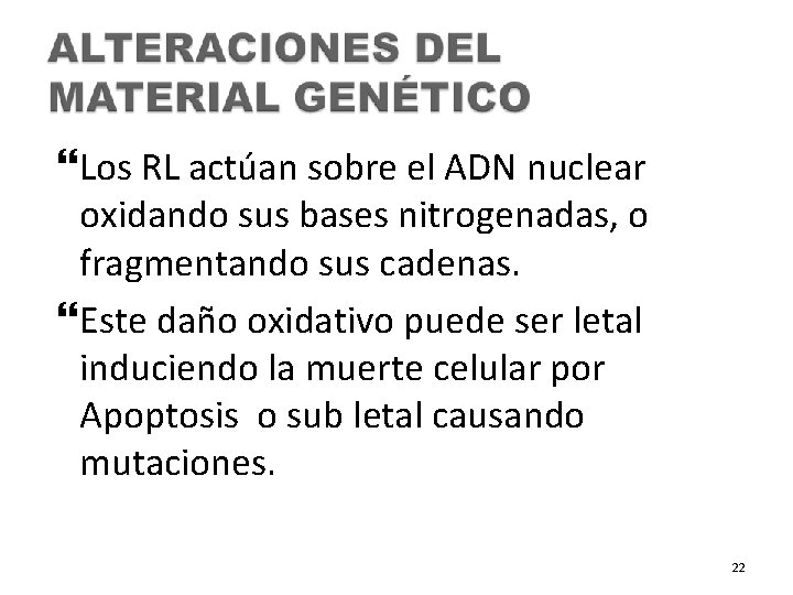  Los RL actúan sobre el ADN nuclear oxidando sus bases nitrogenadas, o fragmentando
