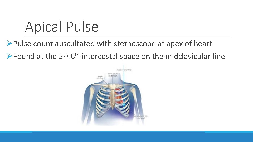 Apical Pulse ØPulse count auscultated with stethoscope at apex of heart ØFound at the