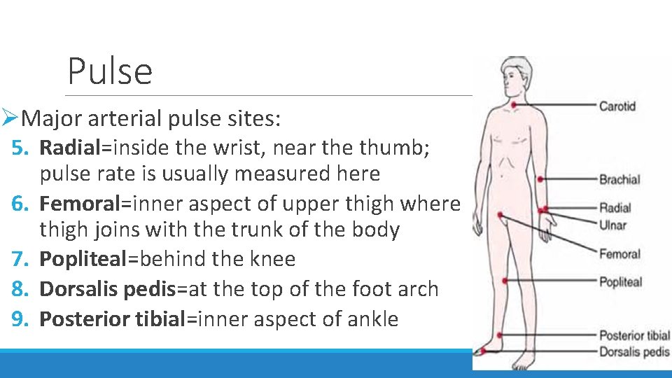 Pulse ØMajor arterial pulse sites: 5. Radial=inside the wrist, near the thumb; pulse rate