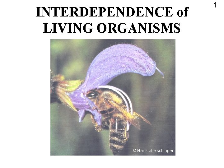 INTERDEPENDENCE of LIVING ORGANISMS © Hans pfletschinger 1 